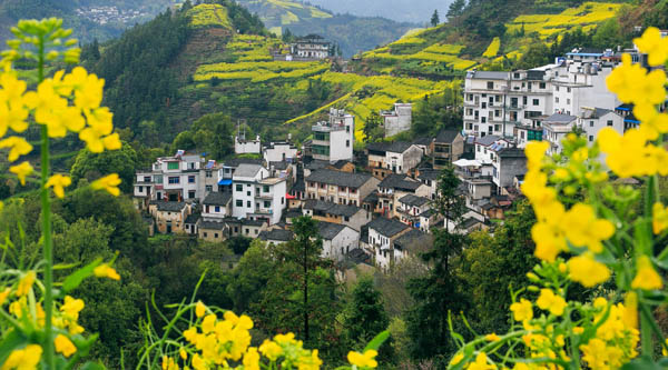 花海黃山-廬山-婺源篁嶺-宏村-景德鎮雙動 6 日游